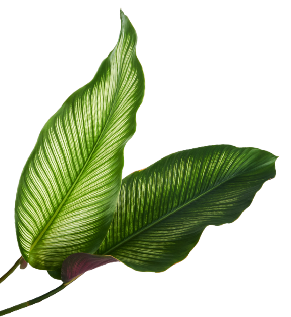 Hoja